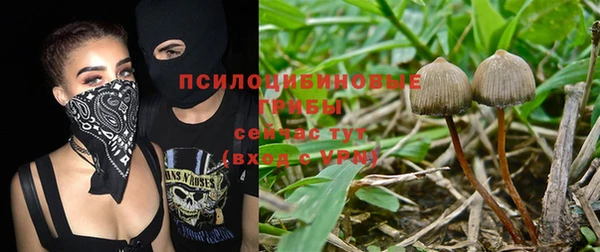 шишки Белокуриха